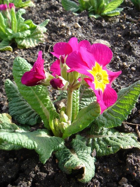 Primula elatior 'Crescendo rose clair'